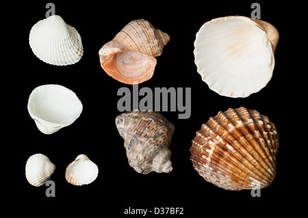 Set of sea shells and rapanas black isolated. Studio shot Stock Photo