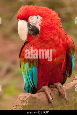 Greenwing Macaw, Red and Green Macaw, Red & Blue Macaw ( Ara chloroptera ) perched on muddy log Stock Photo