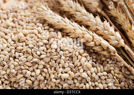 Pearled barley grains and stalks of wheat. Stock Photo