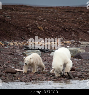 Polar bears (Ursus maritimus), Spitsbergen, Svalbard, Norway Stock Photo