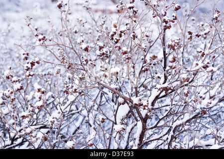 Scrub oak covered with fresh snow. Stock Photo