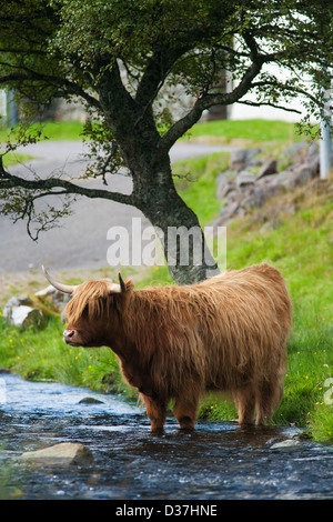 A portrait of a highland cattle or cow or Kyloe standing in a river under a tree in the Scottish Highlands Stock Photo