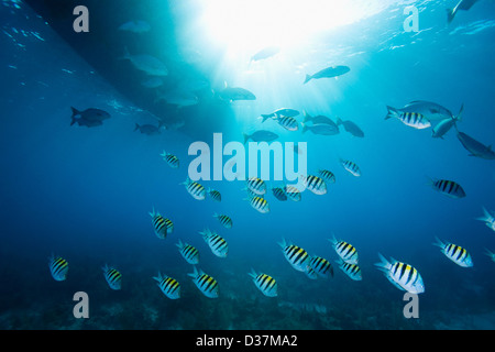 Colorful fish swimming in tropical water Stock Photo