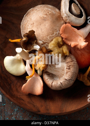 Mushrooms selection Shitake pink oyster chanterelle field yellow foot Stock Photo