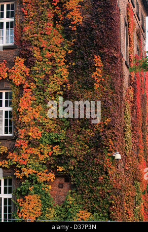Ivy growth in the 3rd floor on a brick wall of the building Stock Photo