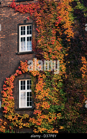 Variegated ivy autumn twist around the windows on the brick wall Stock Photo