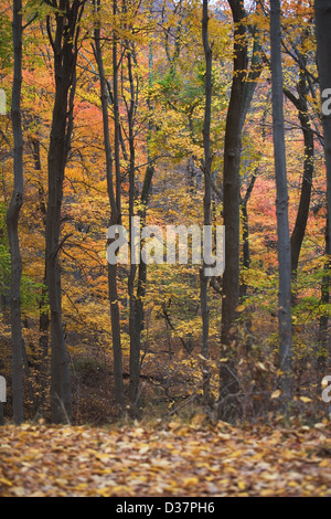 Trees in autumn forest Stock Photo