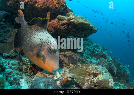 Yellowmargin triggerfish Pseudobalistes flavimarginatuse eats a shell. Maledives Stock Photo