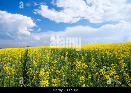 Field of yellow rapeseed against the blue sky