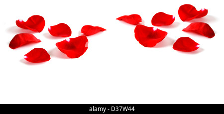 Several Red Rose petals Isolated on white background Stock Photo