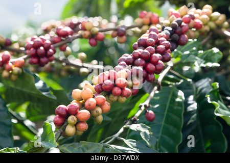 Ripening coffee beans on a tree Stock Photo