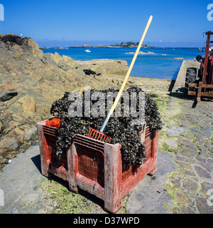 Mussel crate 'Pors-Even' harbour Brittany France Stock Photo