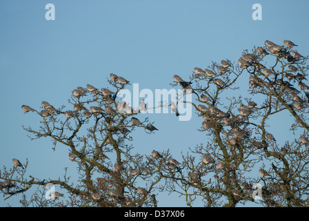 Woodpigeons resting in oak tree in winter Stock Photo