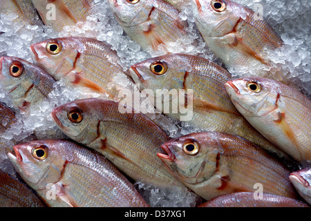 Fresh fish in supermarket display in Santa Cruz de Tenerife, Canary Islands Stock Photo