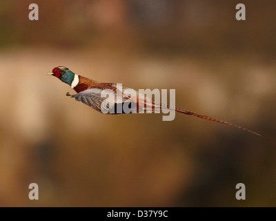 Pheasant in flight Stock Photo