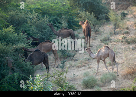 Herd of camel eat leaf Stock Photo