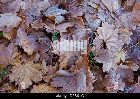 Leaves on the ground with frost on them Stock Photo