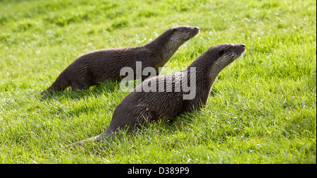 Two Otters at the British Wildlife Centre in Surrey, England Stock Photo