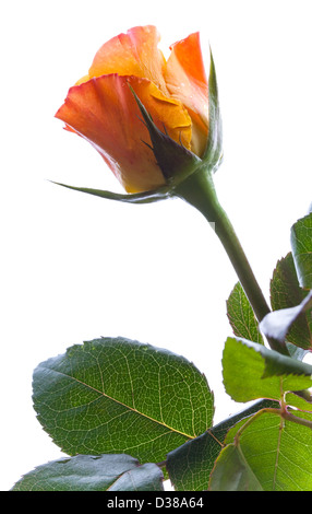 Wet red and yellow rose flower isolated on white Stock Photo