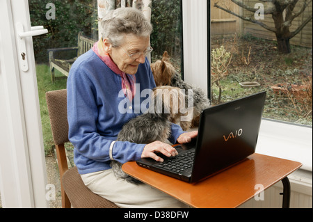 Elderly woman using a laptop computer (many seniors are now computer savvy) with help from her pet dogs Stock Photo