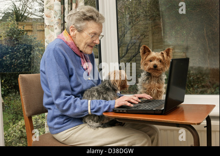 Elderly woman using a laptop computer (many seniors are now computer savvy) with help from her pet dogs Stock Photo
