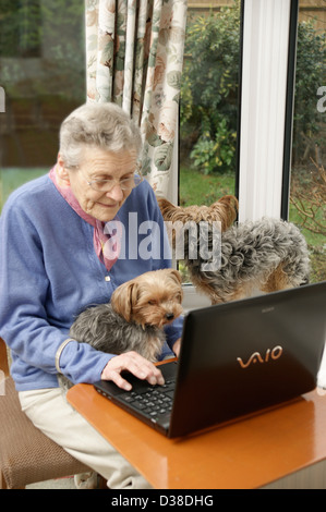 Elderly woman using a laptop computer (many seniors are now computer savvy) with help from her pet dogs Stock Photo