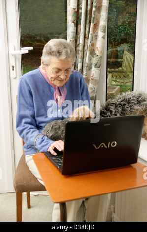 Elderly woman using a laptop computer (many seniors are now computer savvy) with help from her pet dogs Stock Photo