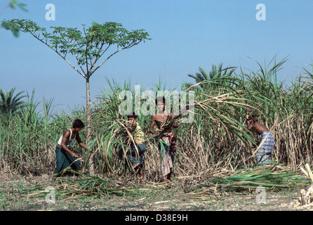 Young farm labourers harvesting sugarcane by hand. Barisal District, Bangladesh Stock Photo