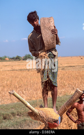 Farm labourer winnowing rice by standing on a high platform to catch the breeze. Sandwip Island, Bay of Bengal, Bangladesh Stock Photo