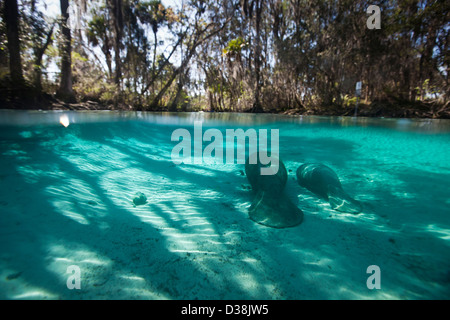 Mother and Baby West Indian Manatee or Trichechidae floating in tropical blue water in Crystal River Florida Image is split shot Stock Photo