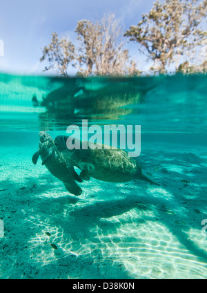 Mother and Baby West Indian Manatee or Trichechidae floating in tropical blue water in Crystal River Florida Image is split shot Stock Photo
