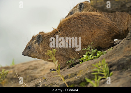 Rock Hyrax (Procavia capensis) or Cape Hyrax in the rocky cliffs of Lake Nakuru national park, Kenya Stock Photo