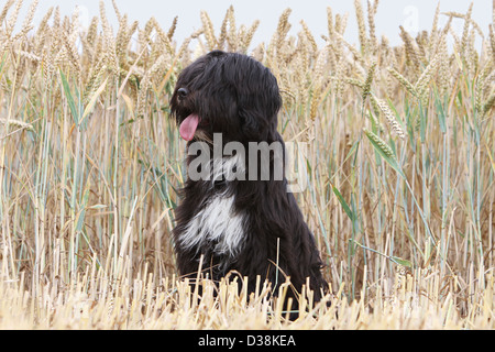 Dog Tibetan Terrier / Tsang Apso  adult sitting in a field Stock Photo