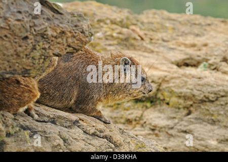 Rock Hyrax (Procavia capensis) or Cape Hyrax in the rocky cliffs of Lake Nakuru national park, Kenya Stock Photo