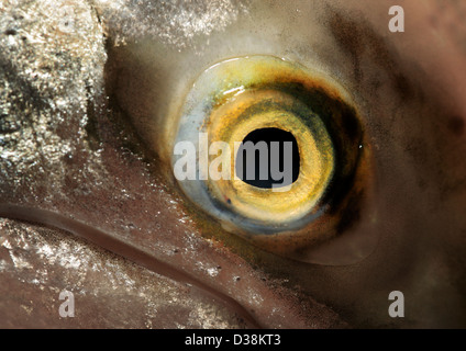 Extreme close-up of a fish eye - Shallow dept of field focus on the eye itself Stock Photo