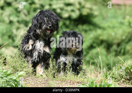 Dog Tibetan Terrier / Tsang Apso  adult and puppy sitting in a meadow Stock Photo