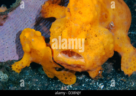 A pair of Painted Frogfish in Lembeh Strait, North Sulawesi. Stock Photo