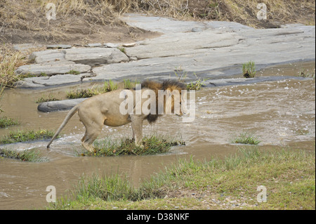 Male lion crossing the Talek river in the forests of Masai Mara, Kenya, Africa Stock Photo