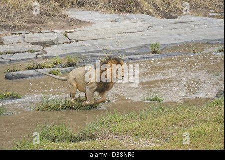 Male lion jumping across the Talek river in the forests of Masai Mara, Kenya, Africa Stock Photo