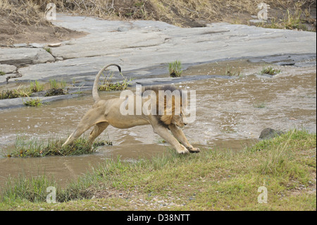 Male lion jumping across the Talek river in the forests of Masai Mara, Kenya, Africa Stock Photo