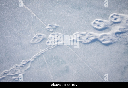 Close up of paw prints in snow Stock Photo