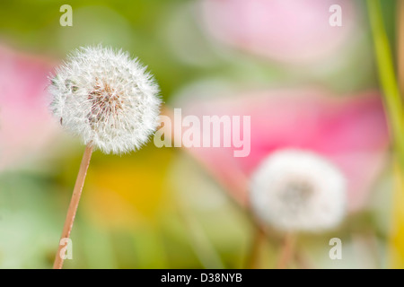 Dandelion on background of spring meadow. Stock Photo