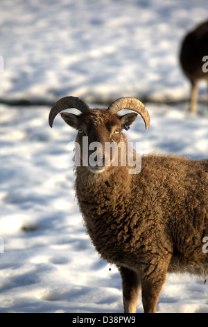 Ryedale Folk Museum , Hutton le Hole , North Yorkshire Stock Photo