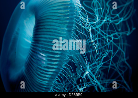 Close up of jellyfish underwater Stock Photo