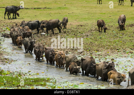 Line of water buffalo (Bubalus bubalis) walking through a swamp, near Yala National Park, Sri Lanka Stock Photo