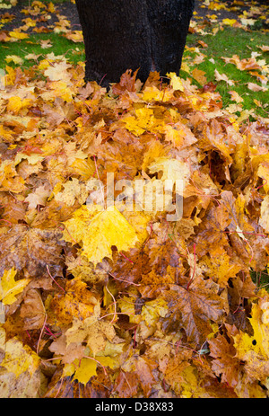 Fallen maple leaves at Autumn Stock Photo