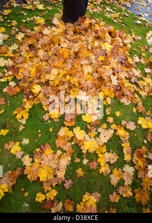 Fallen maple leaves at Autumn Stock Photo