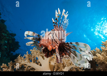 Lionfish over Coral Reef, Pterois miles, Elphinstone, Red Sea, Egypt Stock Photo