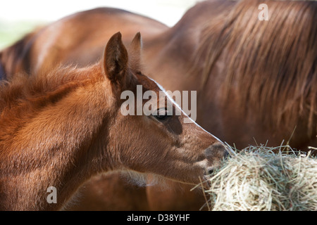 Portrait of a pretty Arabian foal eating hay. Mother is next to her. Stock Photo