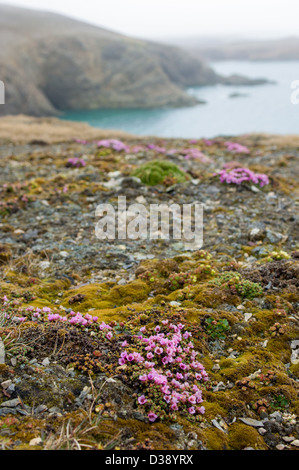 Purple saxifrage (Saxifraga oppositifolia) flowering, Valrossbukta, Bear Island (Bjørnøya), Svalbard Archipelago, Norway Stock Photo